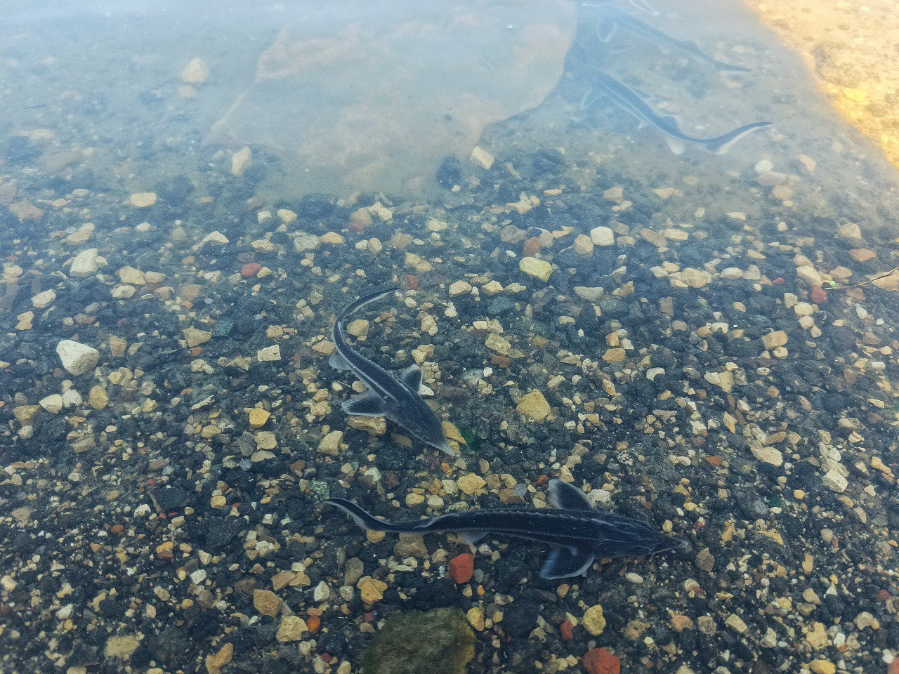 фотография-анонс